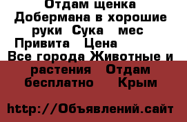 Отдам щенка Добермана в хорошие руки. Сука 5 мес. Привита › Цена ­ 5 000 - Все города Животные и растения » Отдам бесплатно   . Крым